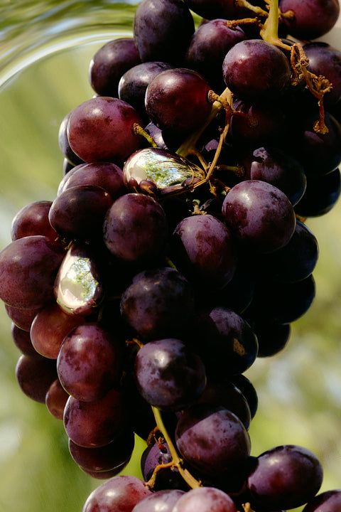 Dark red wine grapes