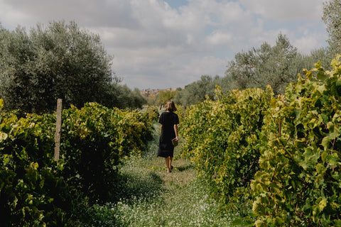 Walking a vineyard at harvest — best fall wines, from Cambridge Wines