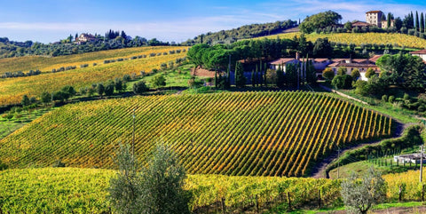 Rosso di Montalcino